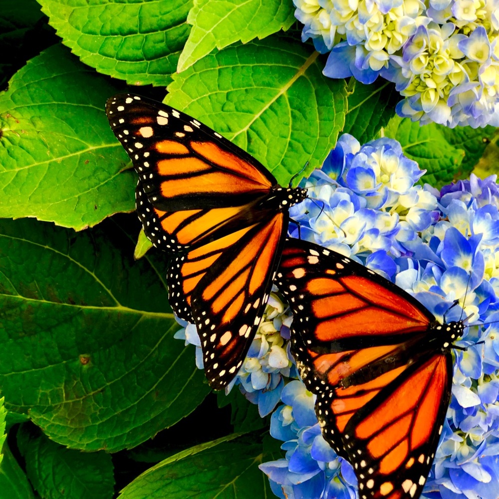 Meet your Posher, Yahir